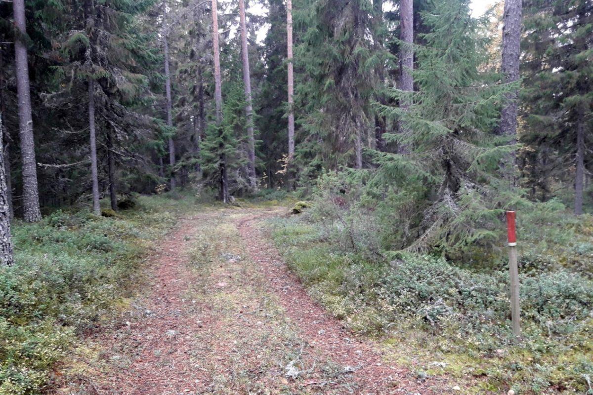 Metsätie, punapäinen puinen opaskeppi tien oikealla puolella.