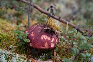 For example boletaceaes grows well in Lauhanvuori terrain. Pictured brown-capped pine bolete and subshrubs.