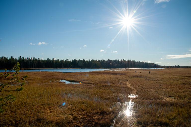 Aurinkoinen syyspäivä Niinistönjärvellä, ihmisiä soisella osalla järveä marjastamassa.