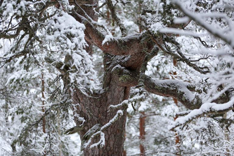 Teuvan vanhin puu talvisessa ulkoasussaan.